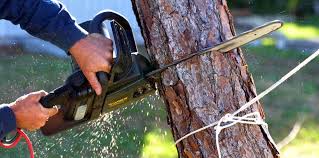 Trusted Taft Mosswood, CA Tree Care Experts