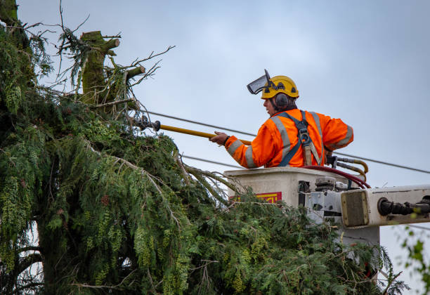 Best Fruit Tree Pruning  in Taft Mosswood, CA