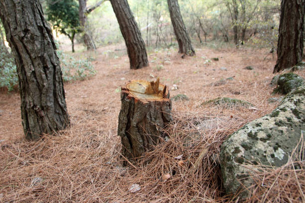 Best Tree Trimming and Pruning  in Taft Mosswood, CA