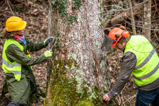 How Our Tree Care Process Works  in  Taft Mosswood, CA