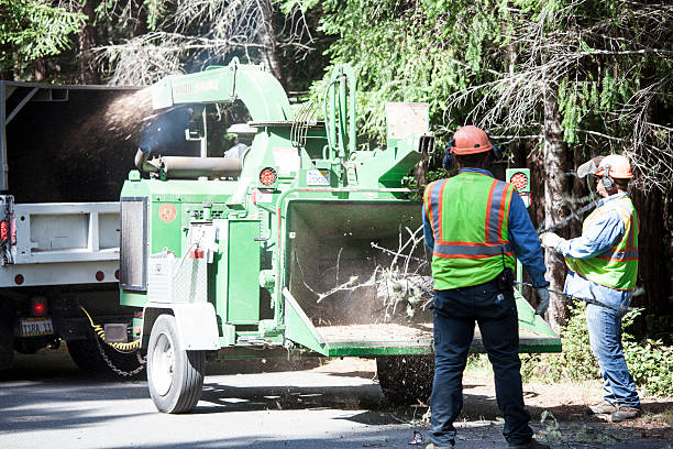 Best Lawn Disease Treatment  in Taft Mosswood, CA